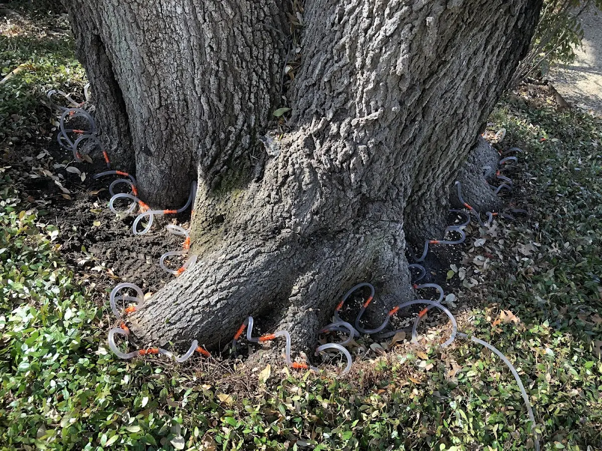 Detailed Tree Cabling and Bracing job site in University Park