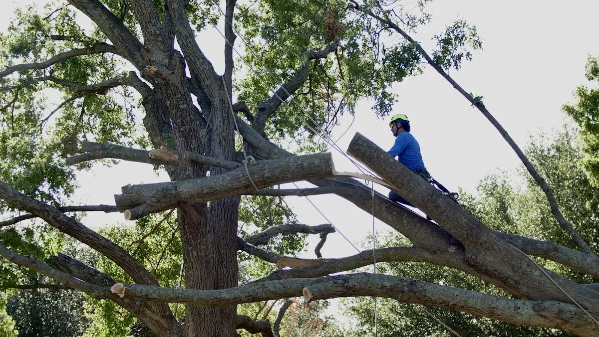 Professional Crown Thinning performed by certified arborists in University Park