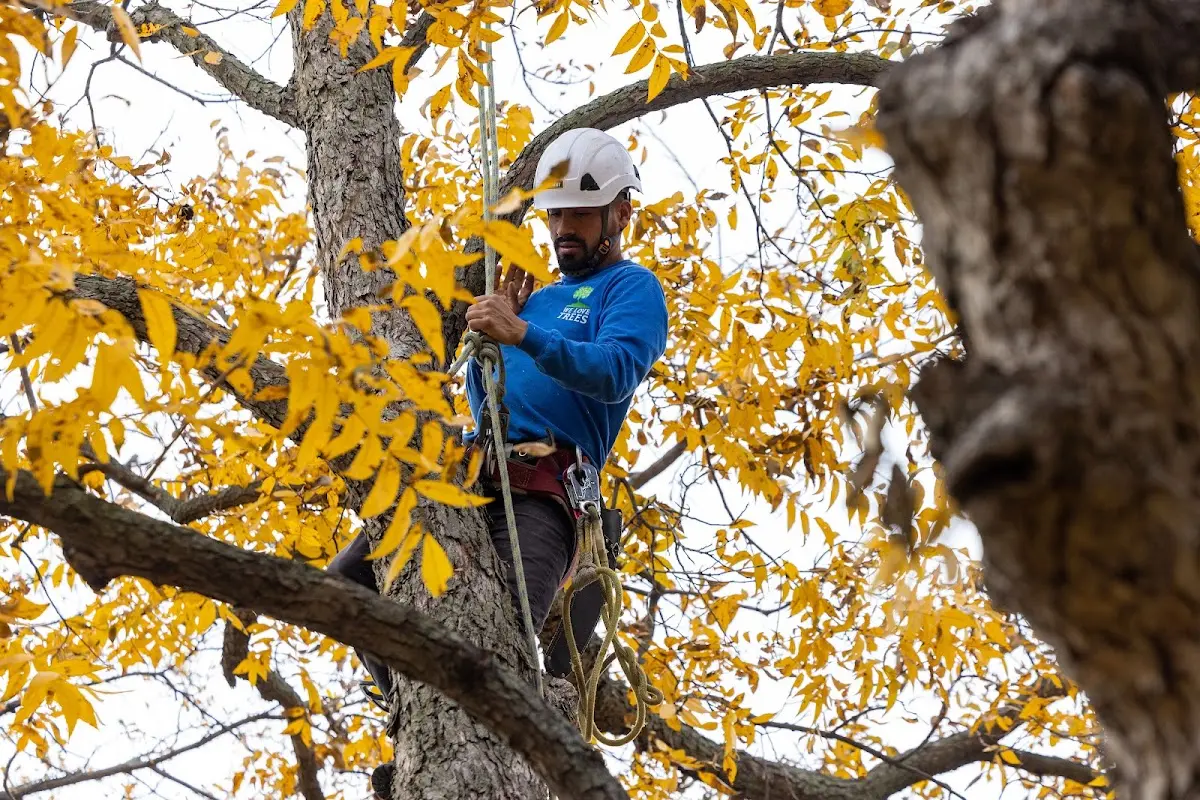 Skilled Storm Damage Cleanup crew working in University Park
